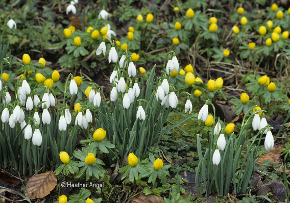 Winter plants snowdrops and winter aconities